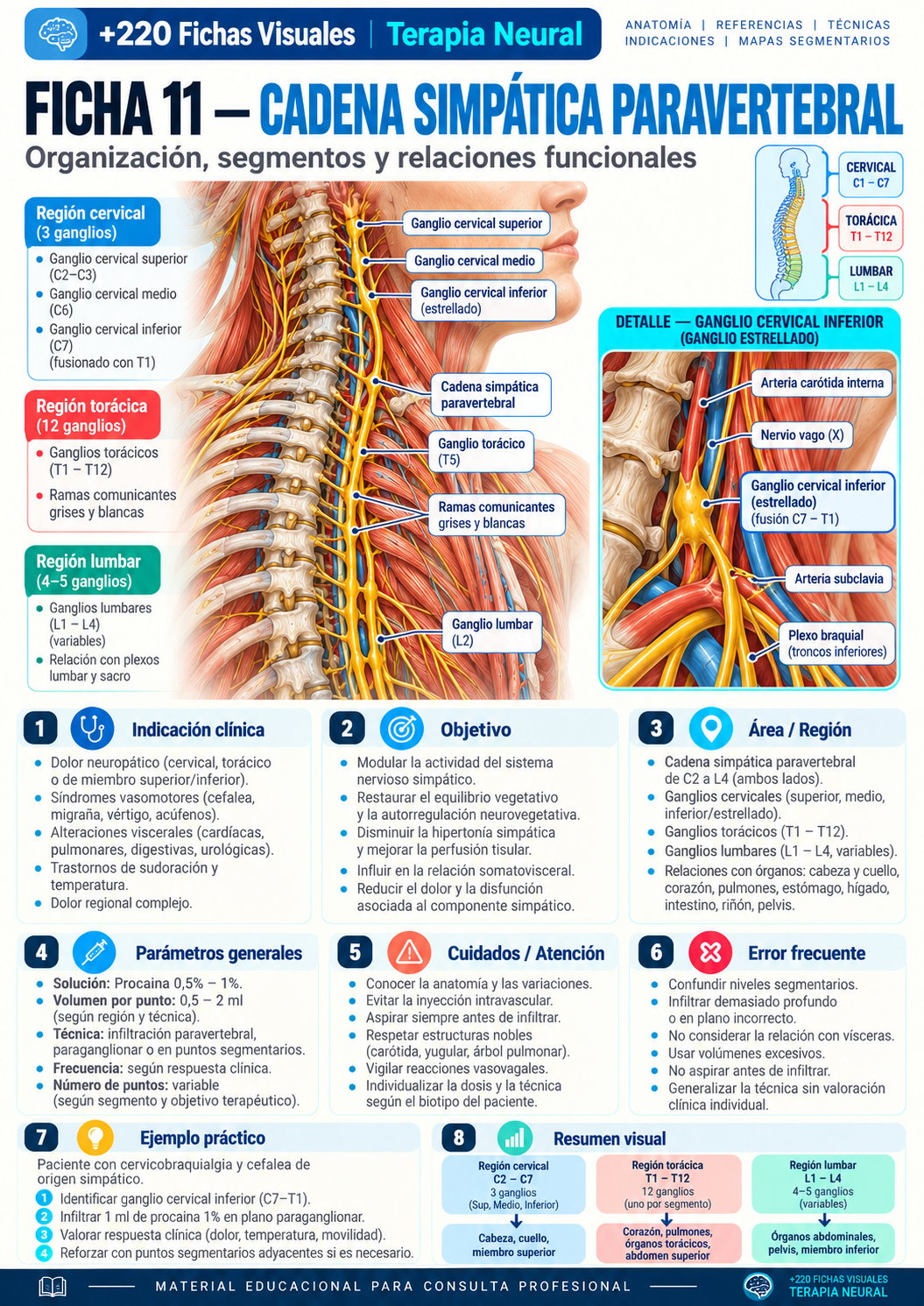 Cadena simpática paravertebral
