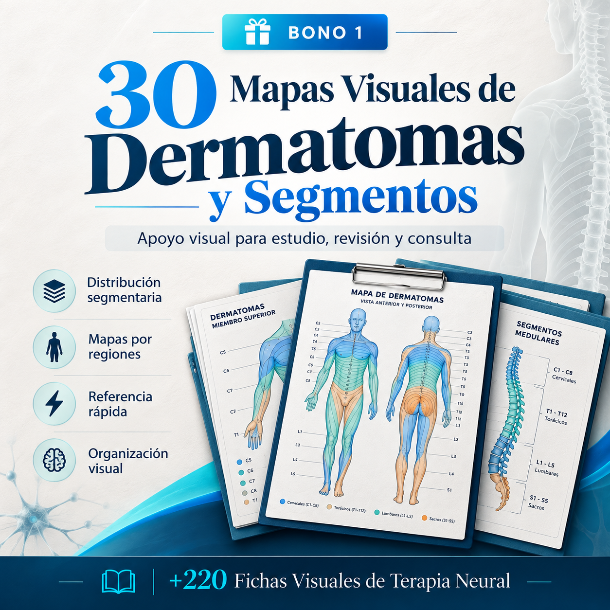 Mapas Visuales de Dermatomas y Segmentos